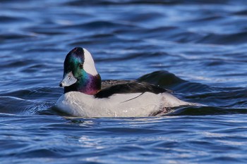 Bufflehead 多摩川 Wed, 12/14/2022