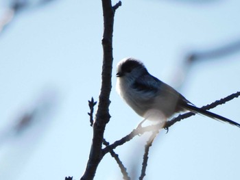 2022年12月16日(金) 西郷山公園の野鳥観察記録