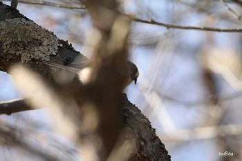 エナガ 仙台市・水の森公園 2018年3月11日(日)