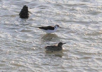 2022年12月14日(水) 土留木川河口(東海市)の野鳥観察記録