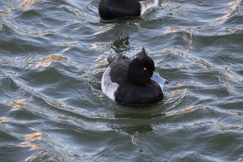 2022年12月14日(水) 聚楽園公園の野鳥観察記録