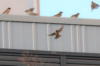 2022年12月14日(水) 上野台公園（東海市）の野鳥観察記録