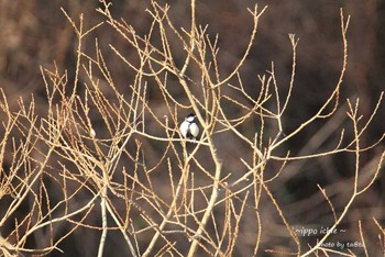 シジュウカラ 仙台市・水の森公園 2018年3月11日(日)