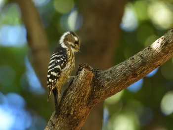 コゲラ 東京港野鳥公園 2022年12月10日(土)