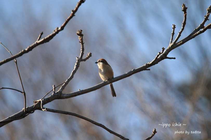 Photo of Bull-headed Shrike at 仙台市・水の森公園 by ta@ta