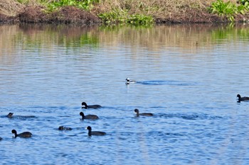 2022年12月11日(日) 多摩川の野鳥観察記録