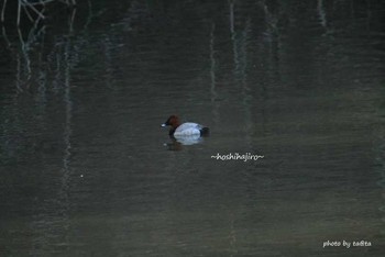 Common Pochard 仙台市・水の森公園 Sun, 3/11/2018