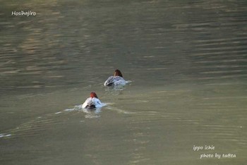 Common Pochard 仙台市・水の森公園 Sun, 3/11/2018