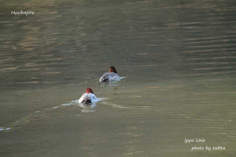 Photo of Common Pochard at 仙台市・水の森公園 by ta@ta