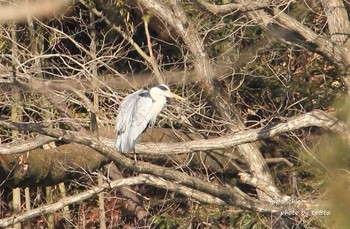 Grey Heron 仙台市・水の森公園 Sun, 3/11/2018
