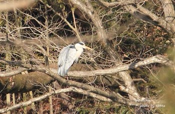 アオサギ 仙台市・水の森公園 2018年3月11日(日)