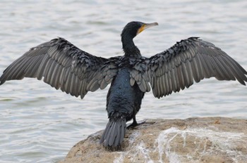 カワウ 長居公園植物園 2022年12月7日(水)