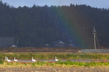 Tundra Swan 珠洲市 Sat, 12/17/2022