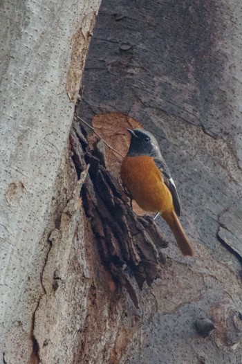 Fri, 12/16/2022 Birding report at 檜町公園(東京ミッドタウン)