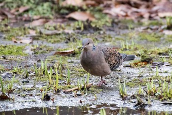 Oriental Turtle Dove 四季の森公園(横浜市緑区) Sun, 3/11/2018