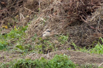 2022年12月17日(土) 鵠沼の野鳥観察記録