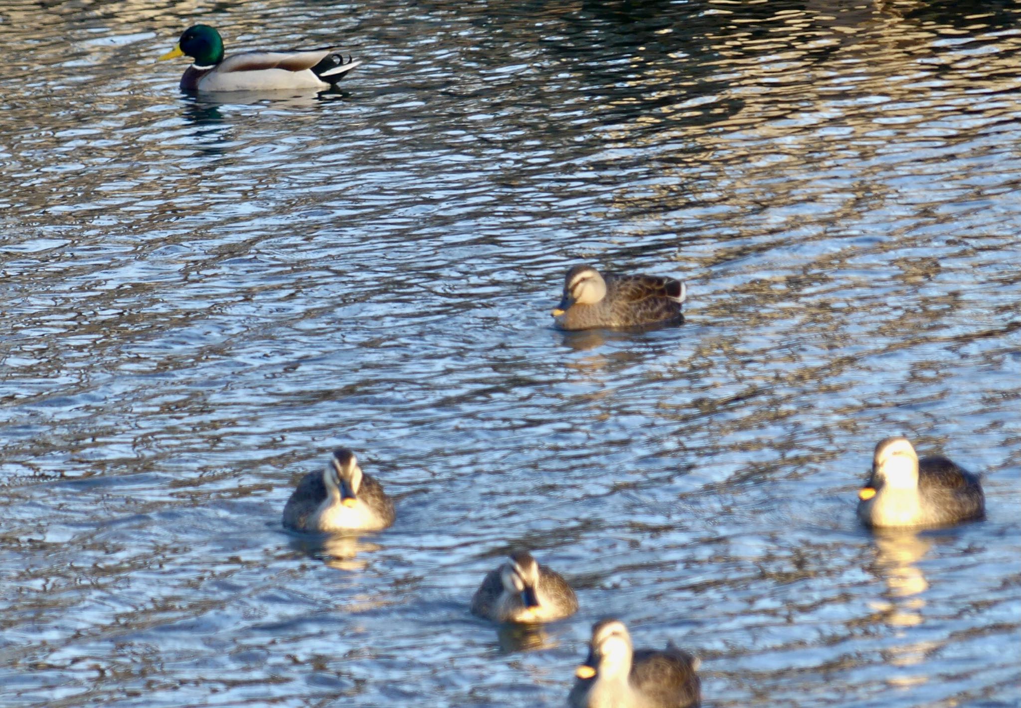 Mallard