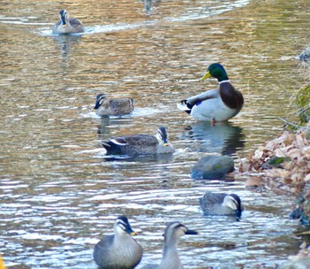 2022年12月16日(金) 鶴ヶ島市運動公園の野鳥観察記録