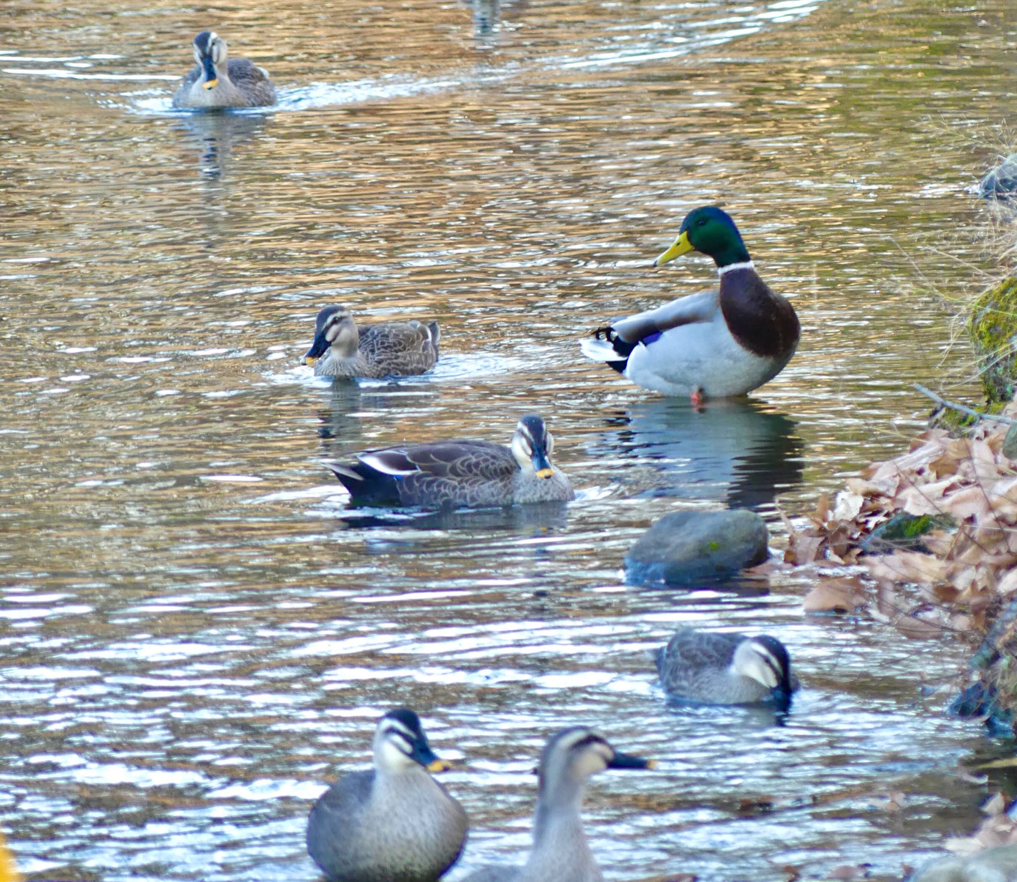 Mallard