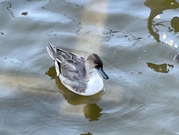 Northern Pintail 上野公園 Fri, 11/11/2022