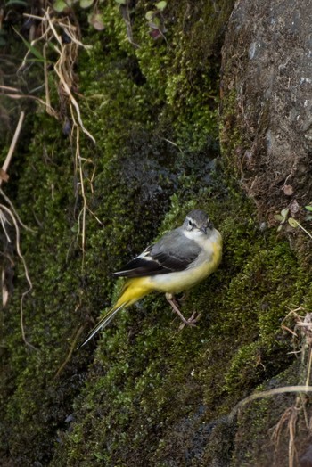 Grey Wagtail 恩田川 Sun, 3/11/2018