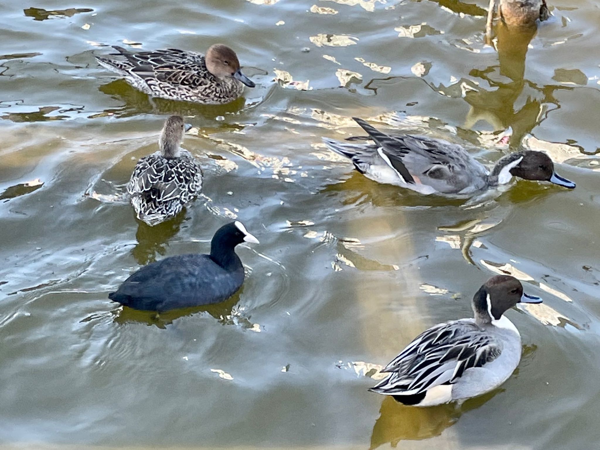 Photo of Eurasian Coot at 上野公園 by くー