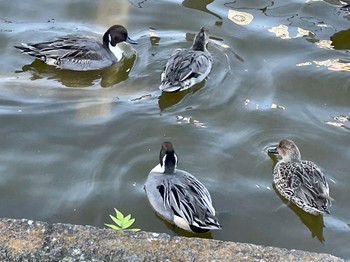 Fri, 11/11/2022 Birding report at 上野公園