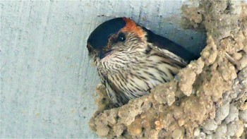 Red-rumped Swallow しまなみ海道 Tue, 8/2/2022