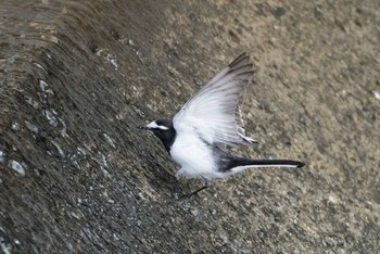 Japanese Wagtail 恩田川 Sun, 3/11/2018