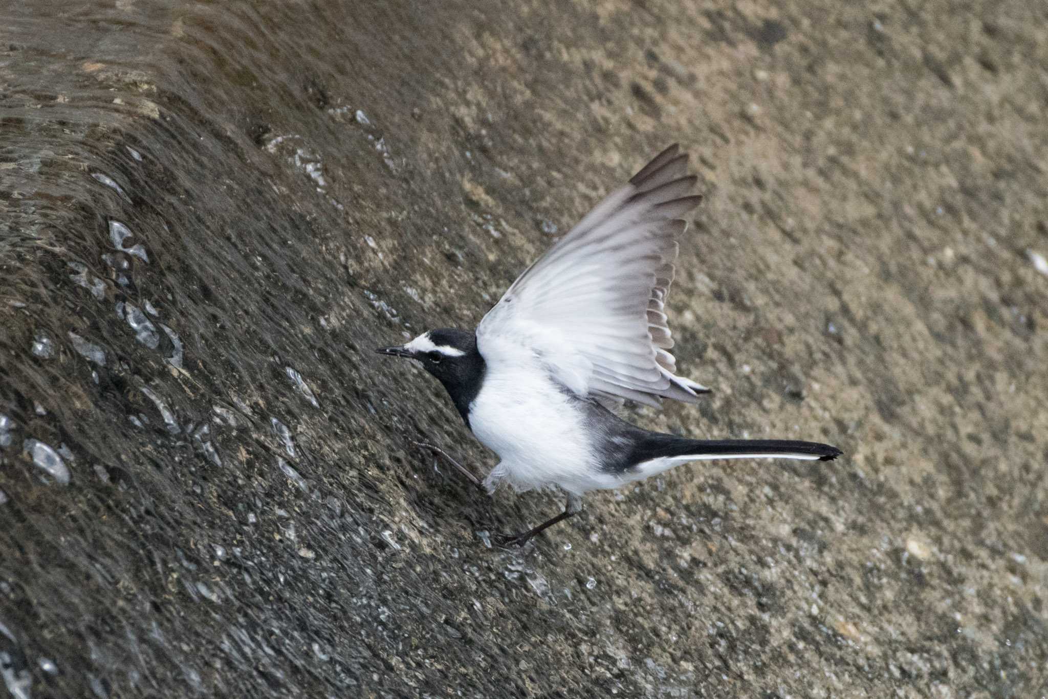 Photo of Japanese Wagtail at 恩田川 by ninjya