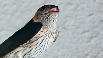 Red-rumped Swallow しまなみ海道 Tue, 8/2/2022