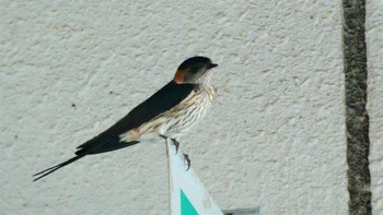 Red-rumped Swallow しまなみ海道 Tue, 8/2/2022