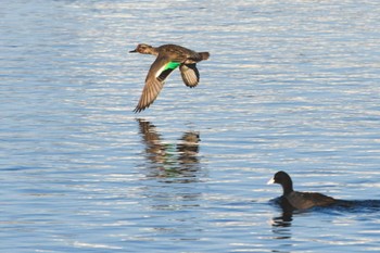 Eurasian Teal 多摩川 Fri, 12/16/2022