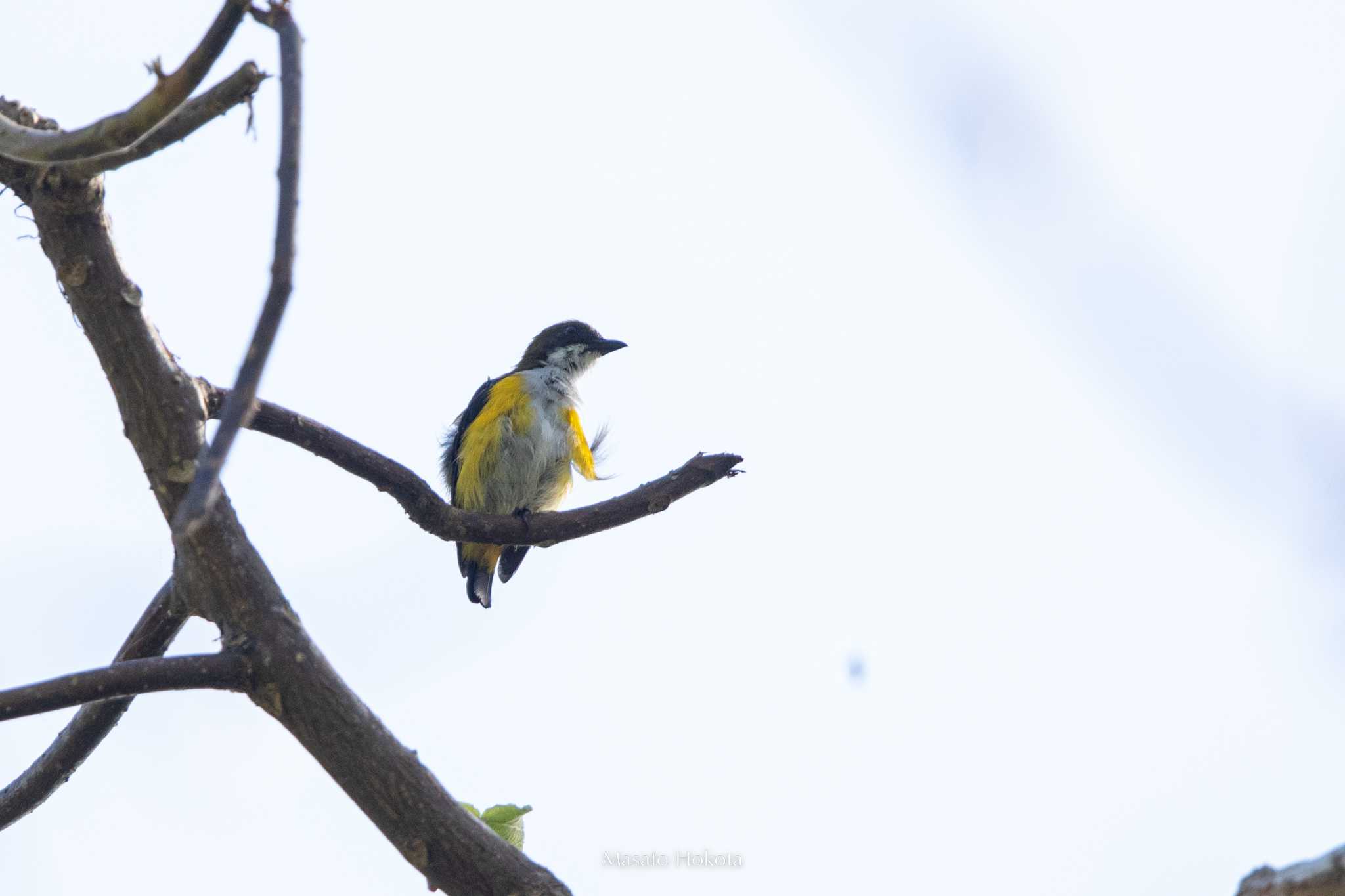 Yellow-sided Flowerpecker