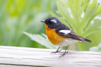 Mugimaki Flycatcher Tobishima Island Fri, 5/7/2021