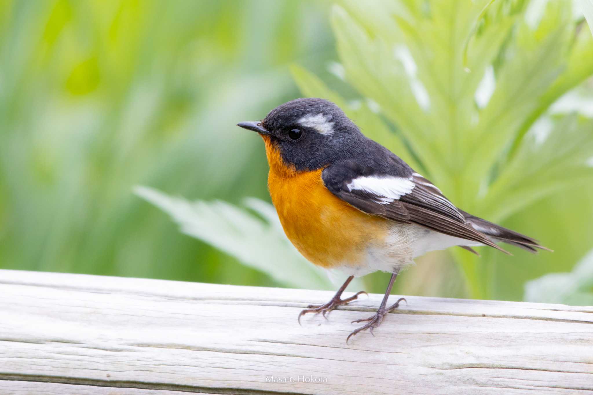 Photo of Mugimaki Flycatcher at Tobishima Island by Trio