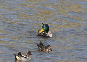 マガモ 野川 2018年3月11日(日)