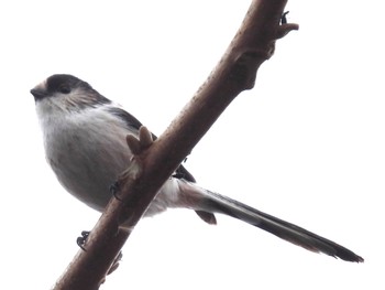 2022年12月17日(土) 埼玉県さいたま市の野鳥観察記録