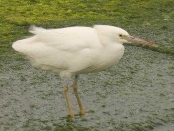 Pacific Reef Heron Yoron Island Fri, 3/9/2018