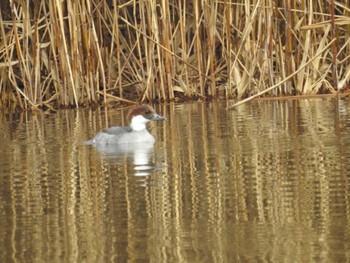 2022年12月17日(土) 新横浜公園の野鳥観察記録