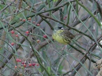 Fri, 12/16/2022 Birding report at 鶴ヶ島グリーンパーク