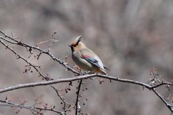 Japanese Waxwing 八千穂高原 Sun, 3/11/2018