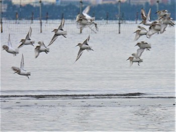 2022年12月17日(土) ふなばし三番瀬海浜公園の野鳥観察記録