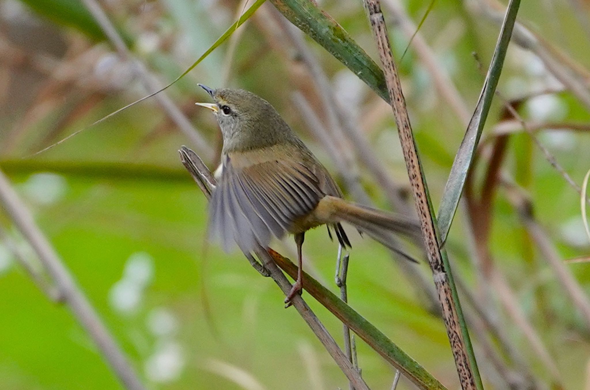 Photo of Japanese Bush Warbler at 千里南公園 by アルキュオン