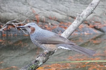 Brown-eared Bulbul 千里南公園 Sat, 12/17/2022