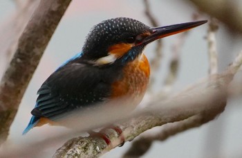 Common Kingfisher 千里南公園 Sat, 12/17/2022