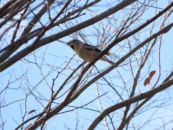 Sun, 12/11/2022 Birding report at いなべ市員弁町