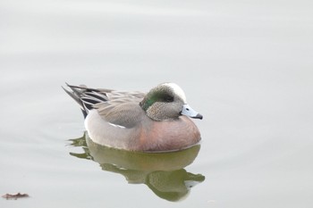 2022年12月17日(土) 都立浮間公園の野鳥観察記録