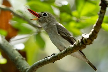 コサメビタキ シンガポール植物園 2022年12月17日(土)