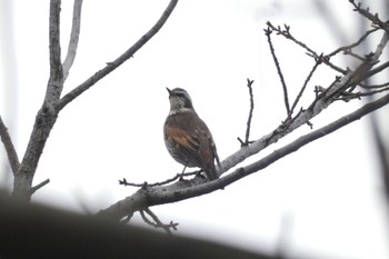 Dusky Thrush 荒川生物生態園(東京都板橋区) Sat, 12/17/2022